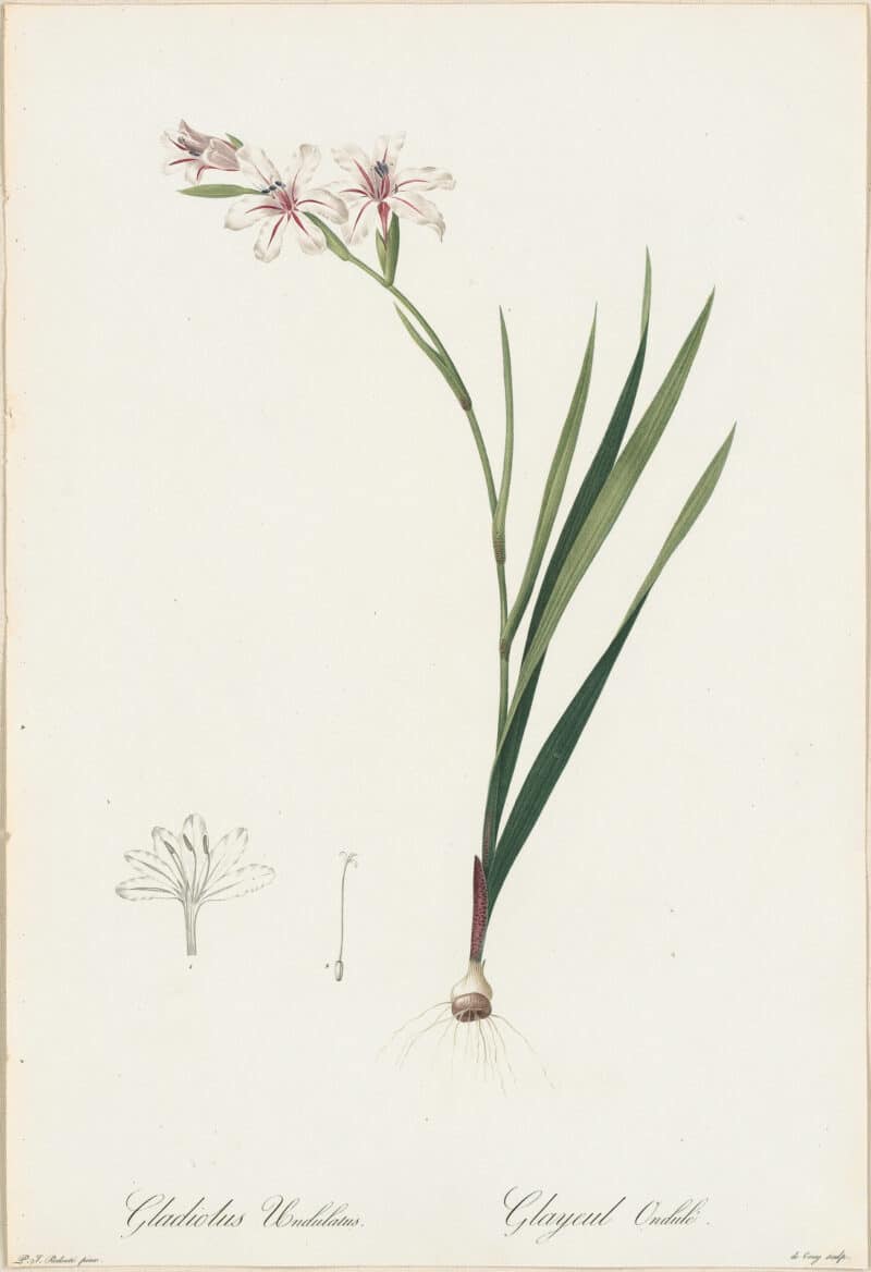 Redouté Lilies Pl. 122, Undulated Gladiolus