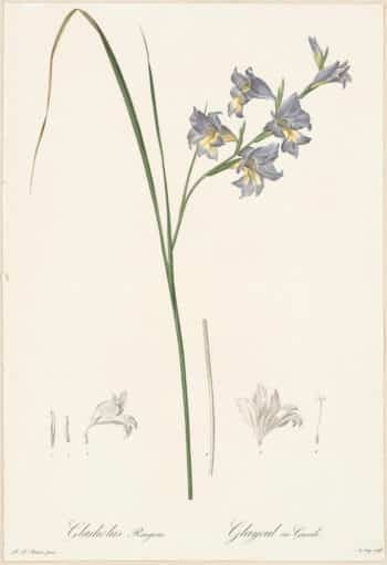Redouté Lilies Pl. 123, Blue Africaner