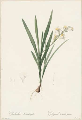 Redouté Lilies Pl. 124, Yellow-spotted Gladiolus