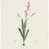 Redouté Lilies Pl. 127, Squill-flowered Ixia