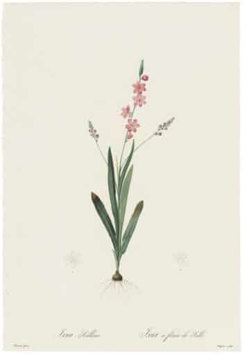 Redouté Lilies Pl. 127, Squill-flowered Ixia