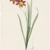 Redouté Lilies Pl. 129, Tricolor Ixia
