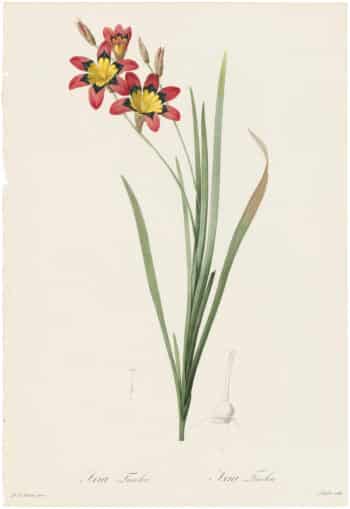Redouté Lilies Pl. 129, Tricolor Ixia