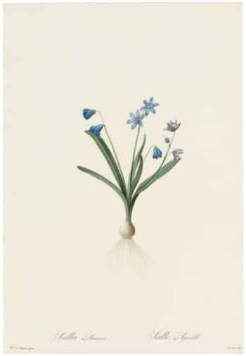 Redouté Lilies Pl. 130, Siberic Squill