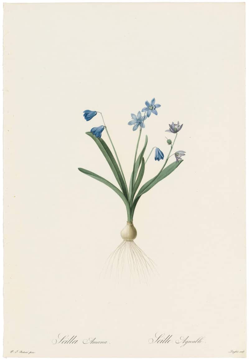 Redouté Lilies Pl. 130, Siberic Squill