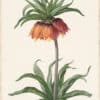 Redouté Lilies Pl. 131, Imperial Fritillary