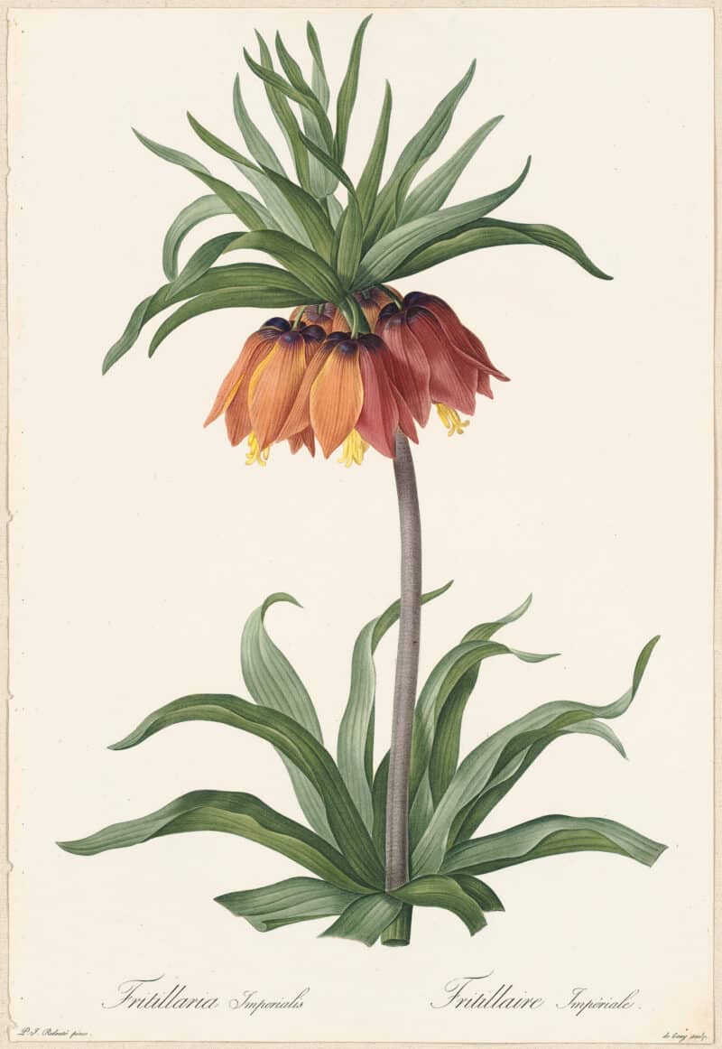 Redouté Lilies Pl. 131, Imperial Fritillary