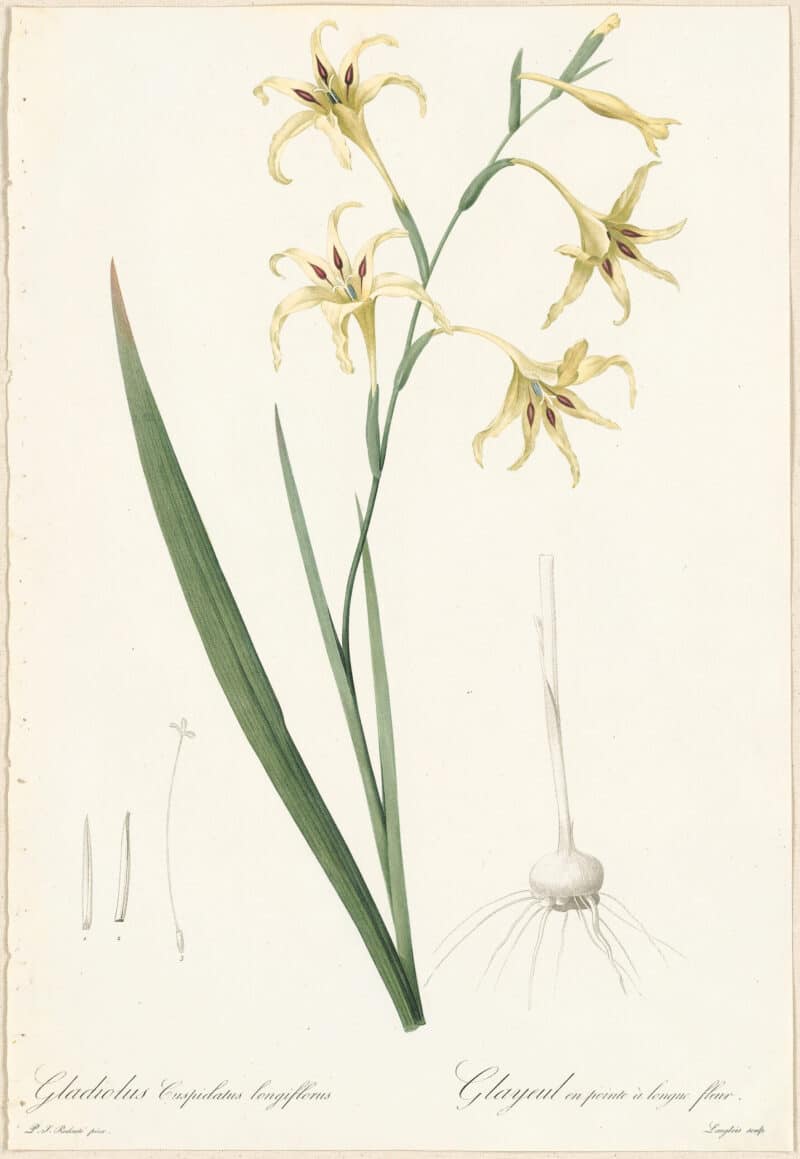 Redouté Lilies Pl. 136, Undulated Painted Lily