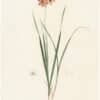Redouté Lilies Pl. 138, Conica Ixia