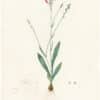 Redouté Lilies Pl. 141, Rush Gladiolus