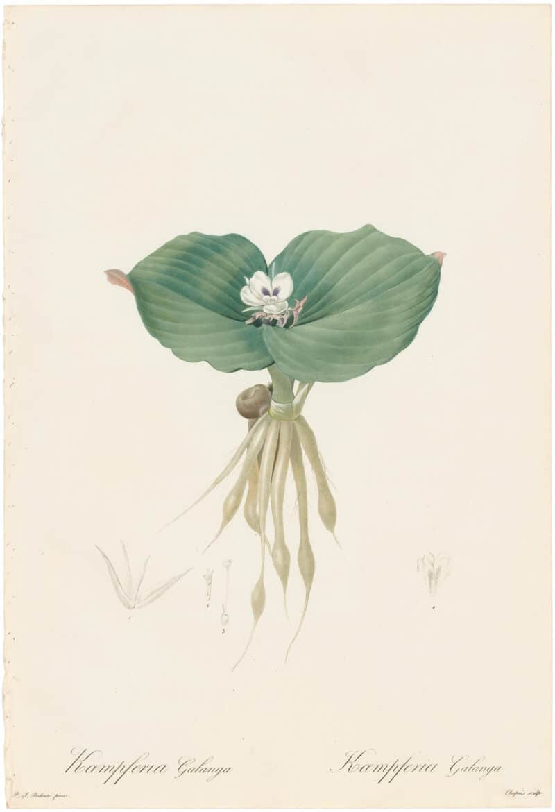 Redouté Lilies Pl. 144, Galanga