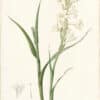 Redouté Lilies Pl. 147, Tuberose