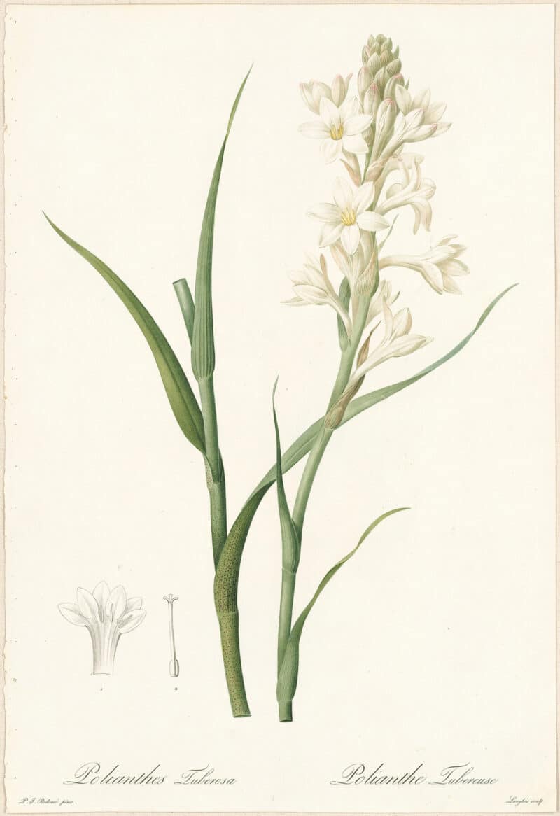 Redouté Lilies Pl. 147, Tuberose