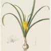 Redouté Lilies Pl. 148, Yellow Amaryllis - Trimmed