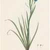 Redouté Lilies Pl. 149, Bermuda Sisyrinchiuma