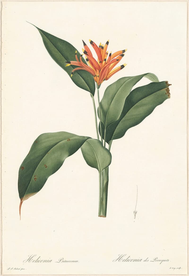Redouté Lilies Pl. 151, Parrot's Flower