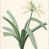 Redouté Lilies Pl. 153, Dalmatian Pancratium