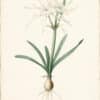 Redouté Lilies Pl. 155, Disk Pancratium