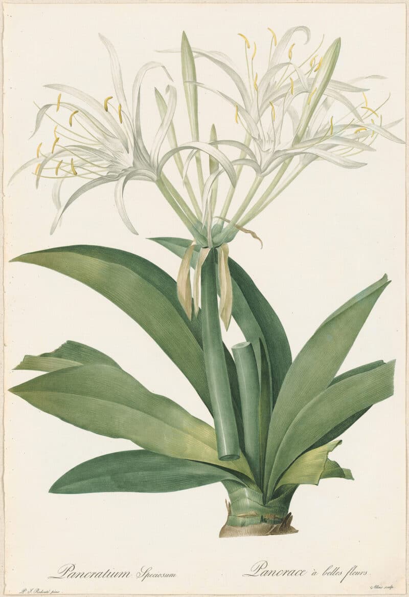 Redouté Lilies Pl. 156, Caribbean New World Pancratium