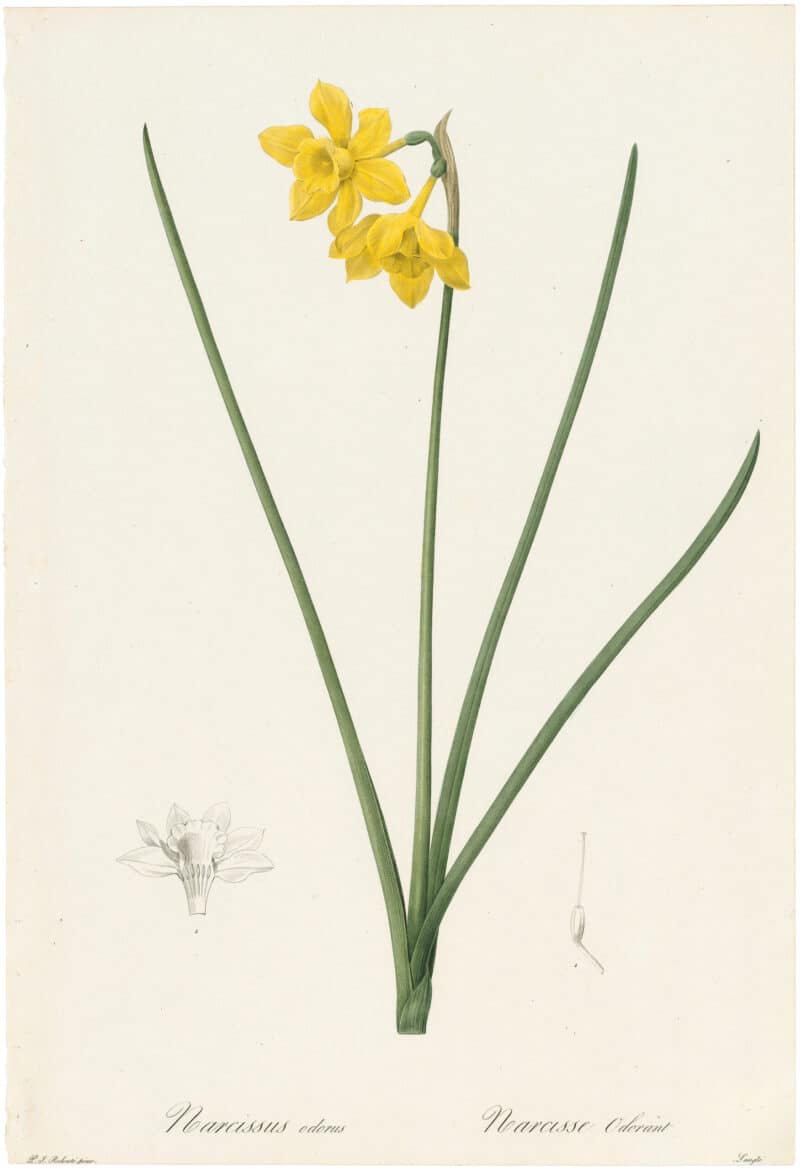 Redouté Lilies Pl. 157, Scented Narcissus