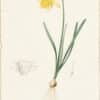 Redouté Lilies Pl. 158, Wild Daffodil