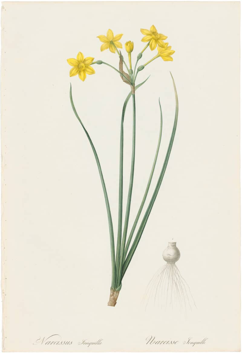 Redouté Lilies Pl. 159, Jonquil or Daffodil Narcissus