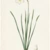 Redouté Lilies Pl. 160, Poet's Narcissus