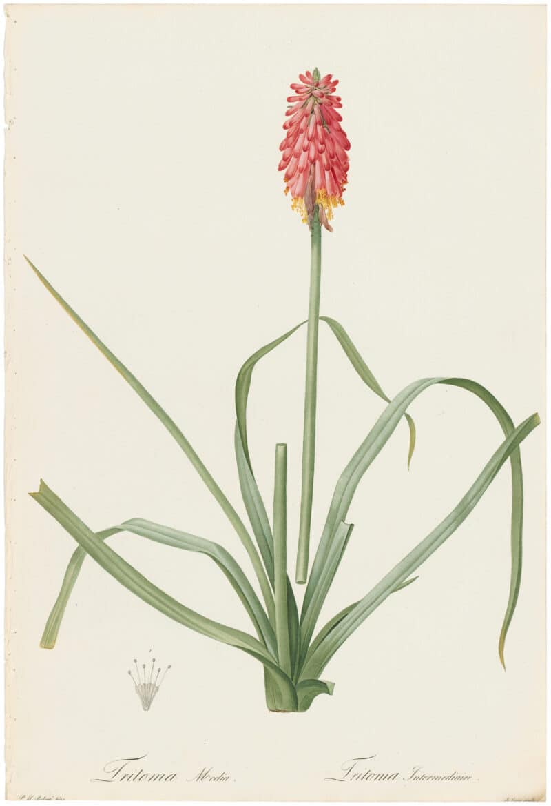 Redouté Lilies Pl. 161, Intermediate Tritoma