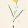 Redouté Lilies Pl. 165, Wild Tulip