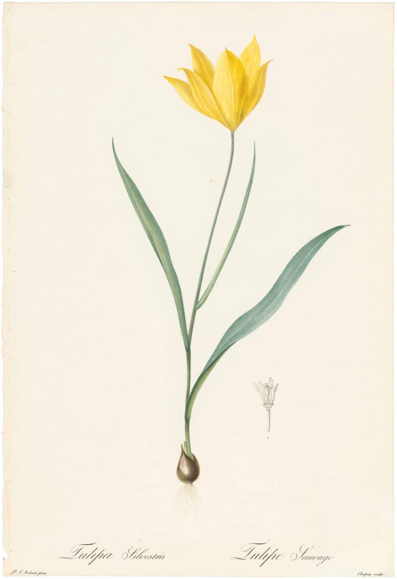 Redouté Lilies Pl. 165, Wild Tulip