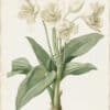 Redouté Lilies Pl. 181, Giant Crinum