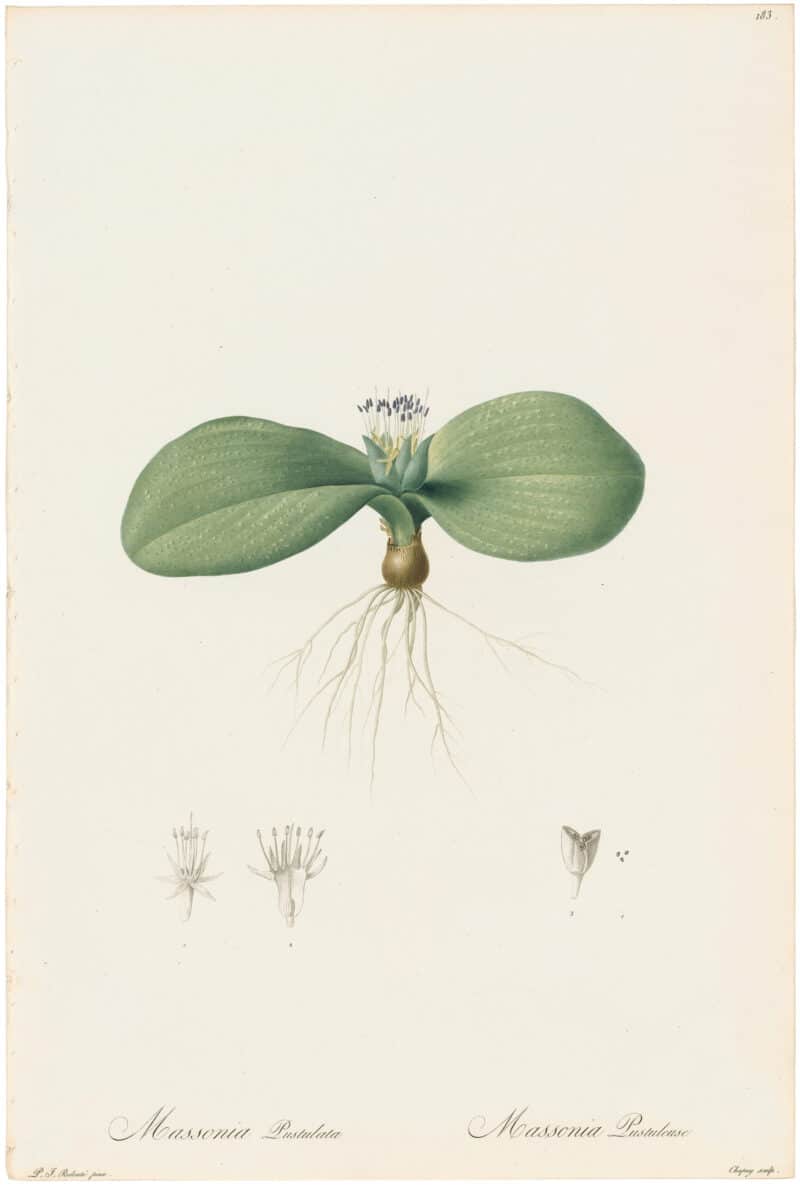 Redouté Lilies Pl. 183, Pustulous Massonia