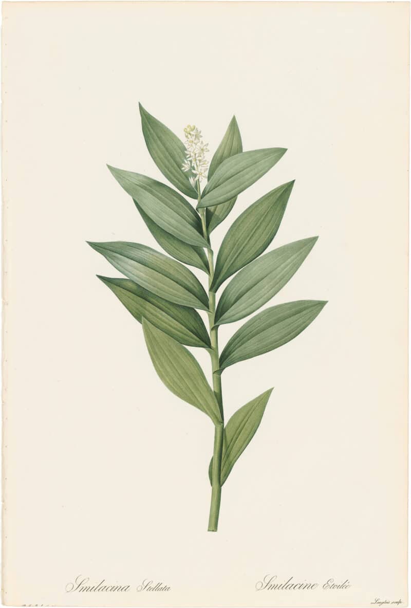 Redouté Lilies Pl. 185, Star Smilacina