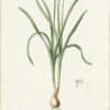 Redouté Lilies Pl. 188, Narcissus Candidissimus