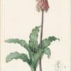 Redouté Lilies Pl. 193, Eastern Cape Veltheimia
