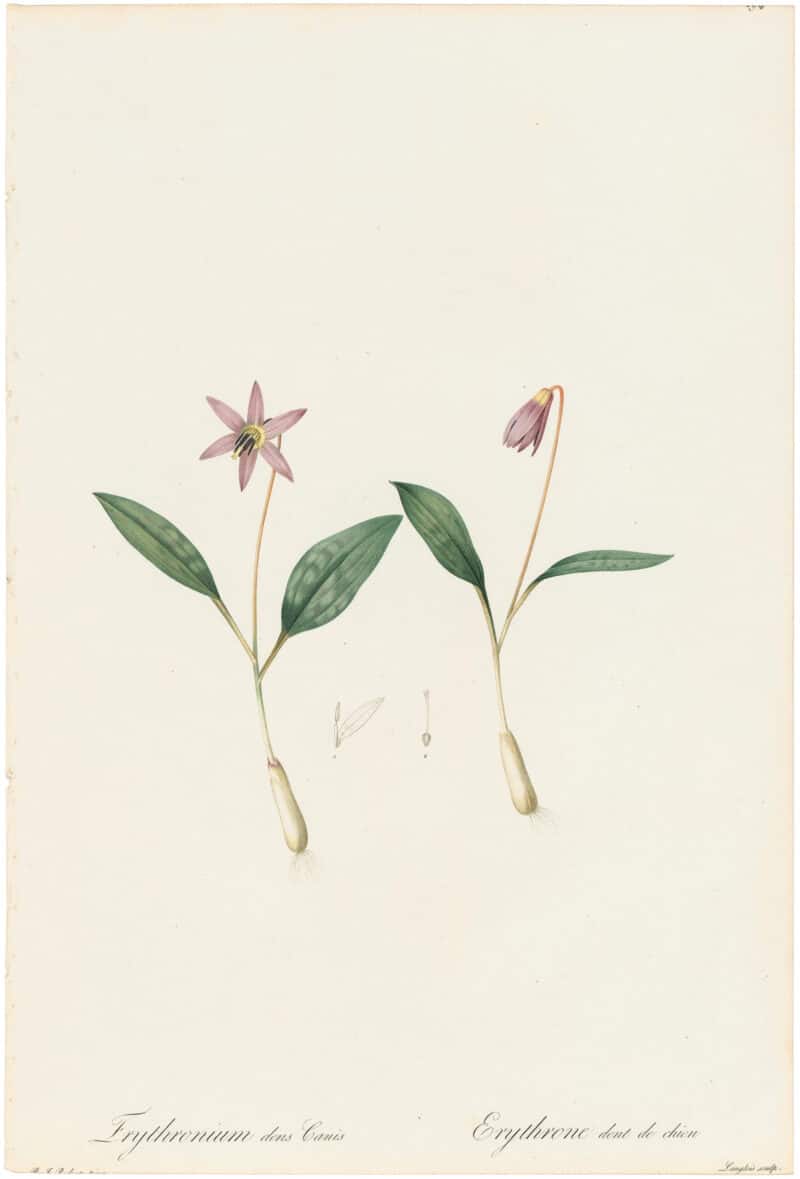 Redouté Lilies Pl. 194, Dog's Tooth Violet