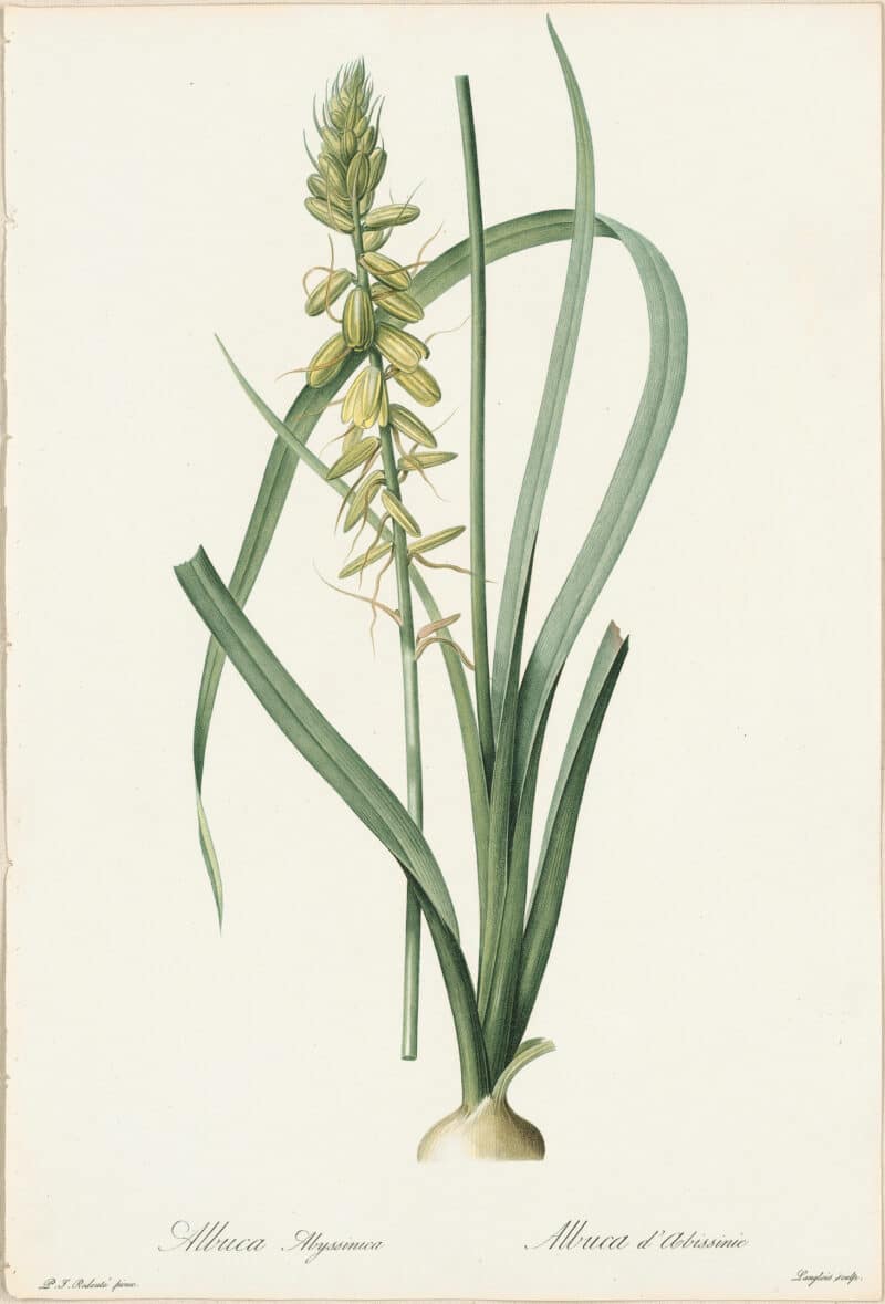 Redouté Lilies Pl. 195, Albuca