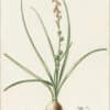 Redouté Lilies Pl. 202, Late Hyacinth