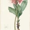 Redouté Lilies Pl. 204, Many-flowered Blood-Umbel