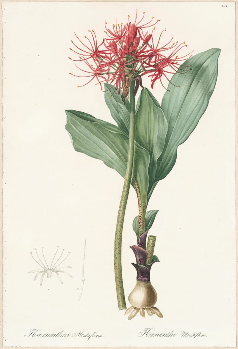 Redouté Lilies Pl. 204, Many-flowered Blood-Umbel