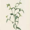 Redouté Lilies Pl. 207, African Commelina