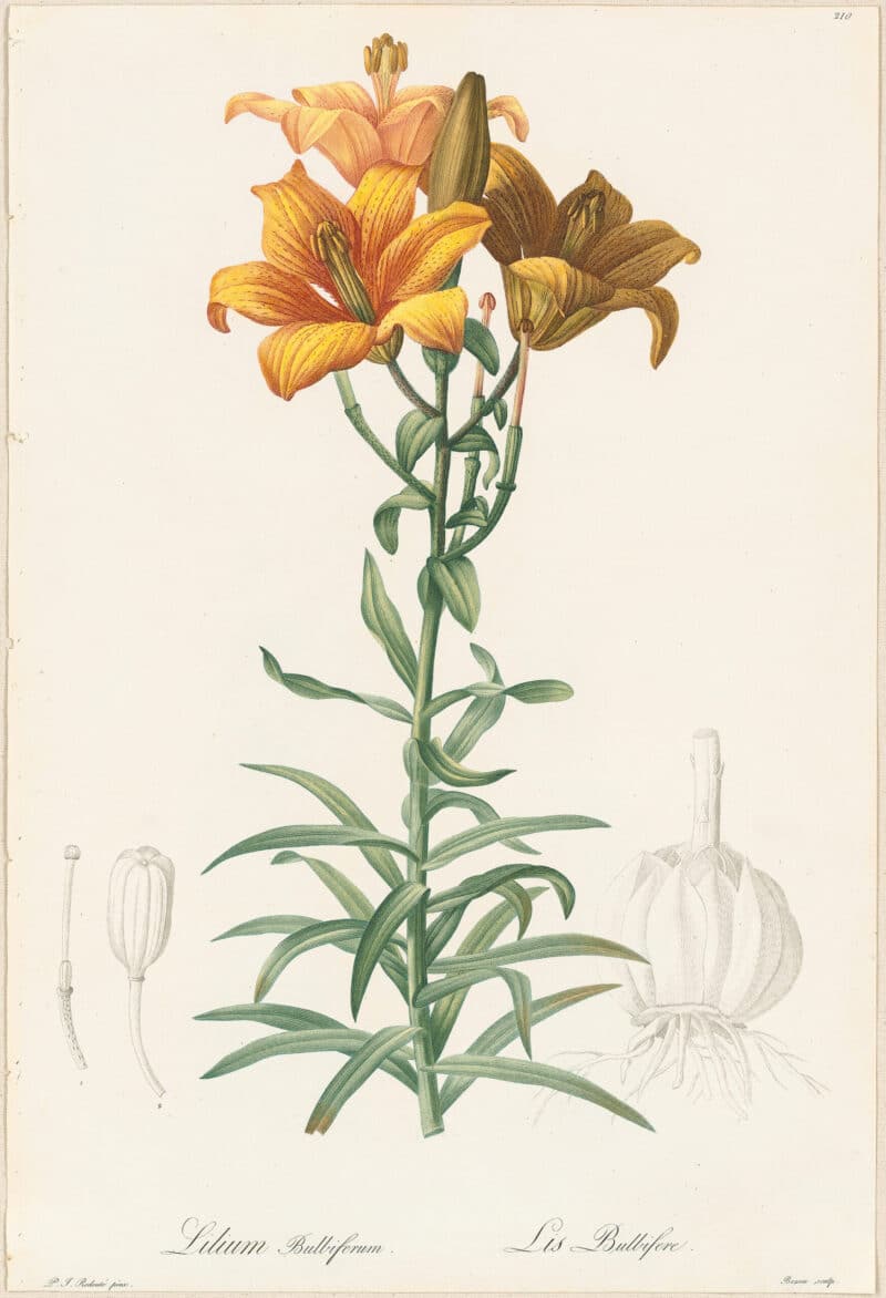 Redouté Lilies Pl. 210, Orange Lily