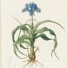 Redouté Lilies Pl. 211, Flat-leaved Iris