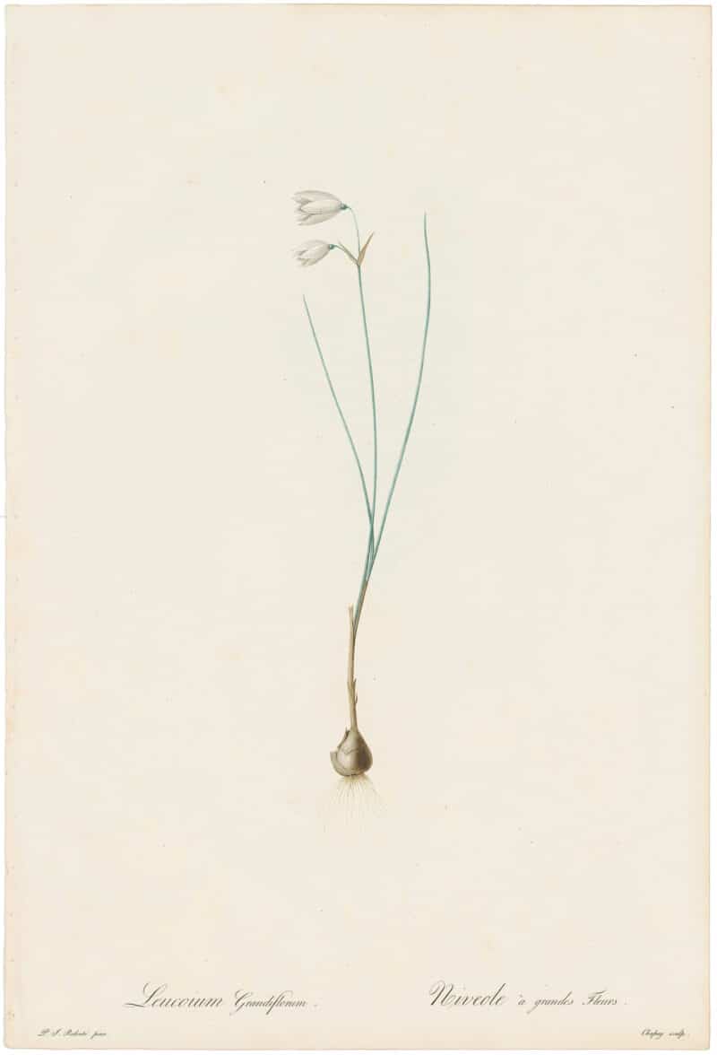 Redouté Lilies Pl. 217, Leucoium Grandiflorum