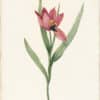Redouté Lilies Pl. 219, Agen Tulip, Sun's Eye Tulip