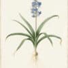 Redouté Lilies Pl. 225, Spreading or Staggered Scilla