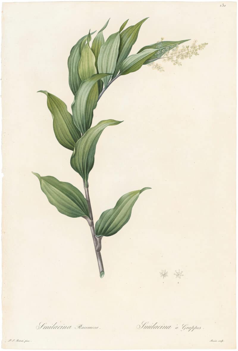 Redouté Lilies Pl. 230, Clustered Smilacina
