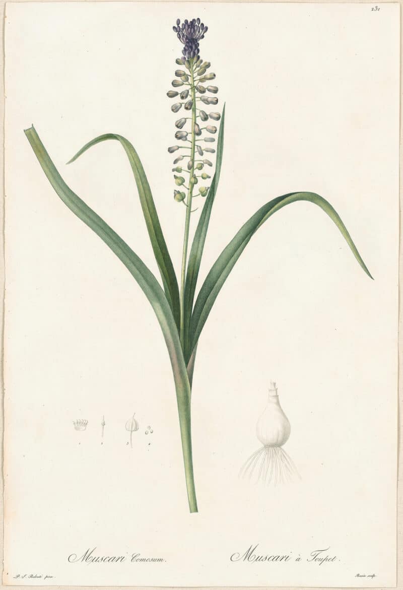 Redouté Lilies Pl. 231, Toupeed Muscari