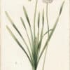 Redouté Lilies Pl. 233, Nodding Garlic
