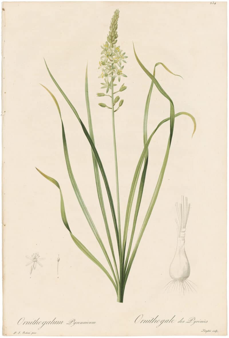 Redouté Lilies Pl. 234, Pyrenean Ornithogalum